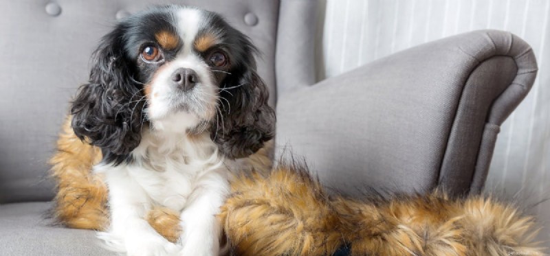 How Dogs Detect Drugs: The Science Behind Sniffer Canines
