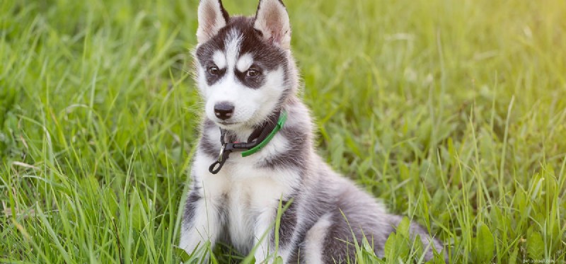 How Dogs Detect Drugs: The Science Behind Sniffer Canines
