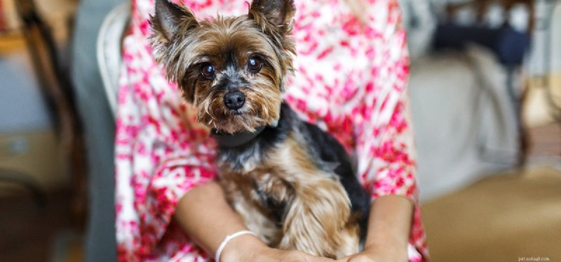 How Dogs Detect Drugs: The Science Behind Sniffer Canines