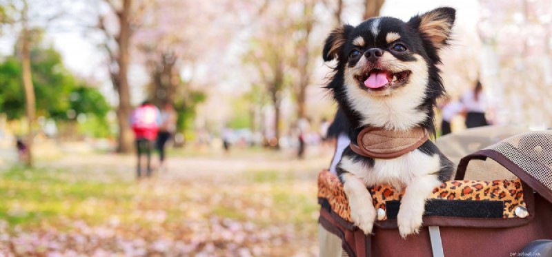 Do Dogs Detect Drugs Through Peanut Butter? Understanding Their Powerful Scent