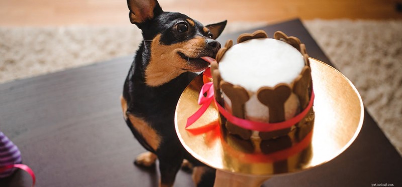 Do Dogs Detect Drugs Through Peanut Butter? Understanding Their Powerful Scent
