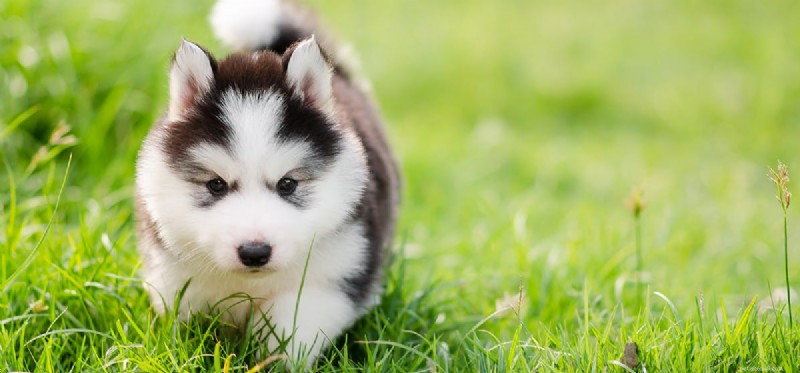 How Dogs Detect Edible Marijuana: Scent Detection Explained