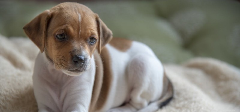 How Dogs Detect Edible Marijuana: Scent Detection Explained