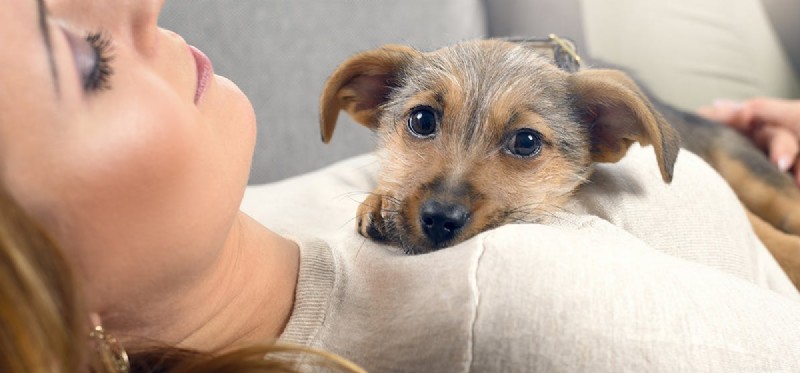 How Dogs Detect Human Emotions Through Their Sense of Smell