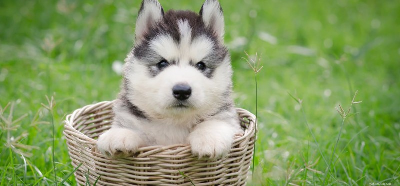 How Dogs Detect Edible Marijuana: Scent Detection Explained