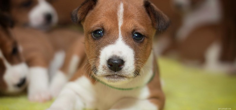 How Well Do Dogs Smell Essential Oils? A Scientific Overview
