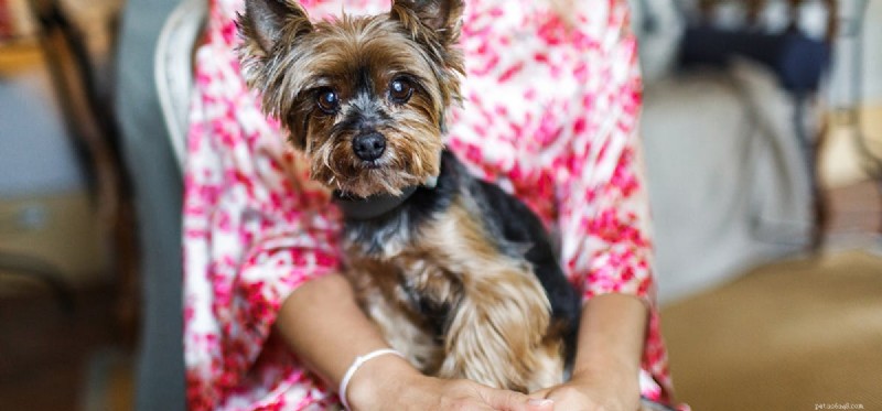 How Dogs Detect Human Emotions Through Their Sense of Smell