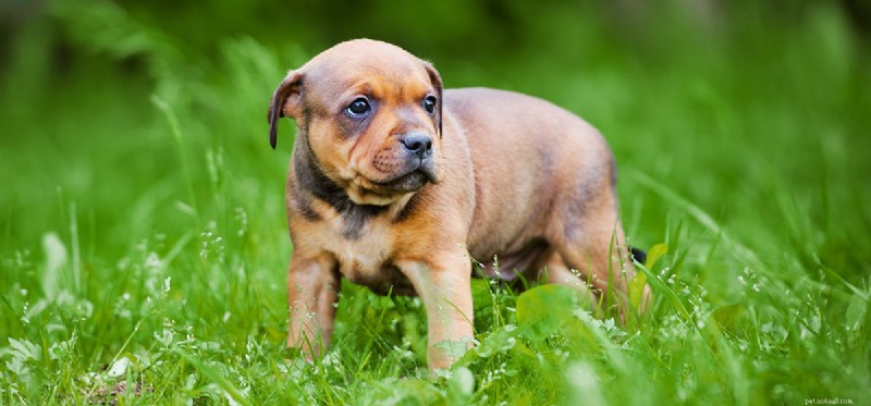 How Well Do Dogs Smell Essential Oils? A Scientific Overview