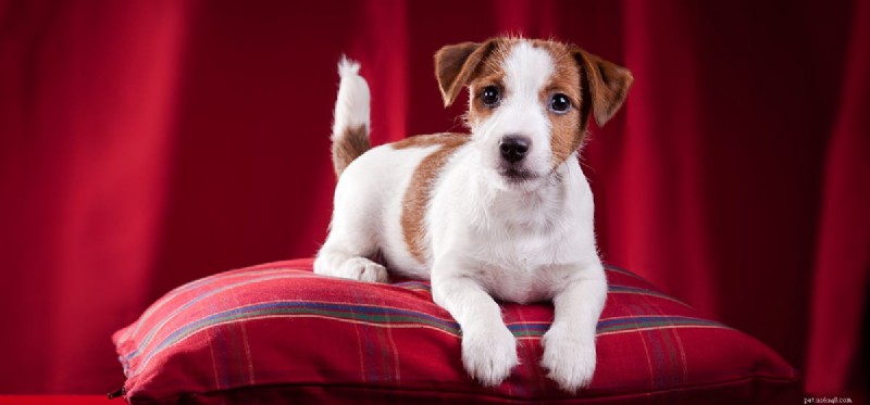 How Well Do Dogs Smell Essential Oils? A Scientific Overview