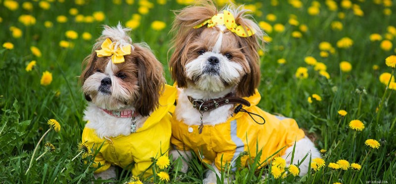 Do Dogs Smell Eucalyptus? Vet-Backed Guide to Essential Oil Safety