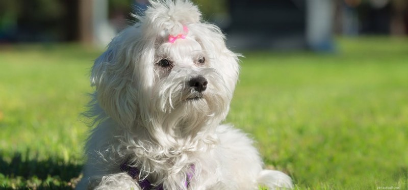 Do Dogs Smell Eucalyptus? Vet-Backed Guide to Essential Oil Safety