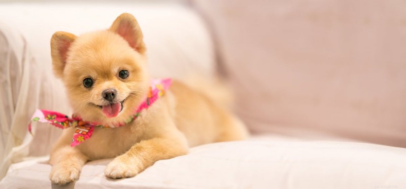 Do Dogs Smell Eucalyptus? Vet-Backed Guide to Essential Oil Safety