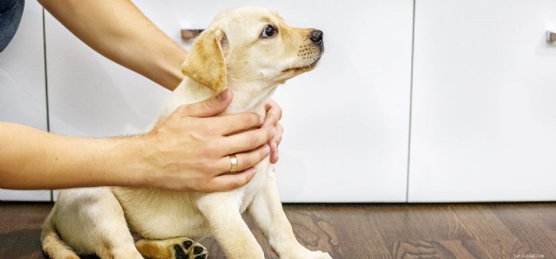 Do Dogs Detect Human Fear? How Their Acute Senses Read Your Emotions