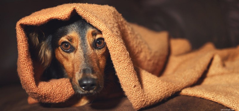 Do Dogs Detect Human Fear? How Their Acute Senses Read Your Emotions