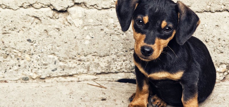 Do Dogs Detect Human Fear? How Their Acute Senses Read Your Emotions