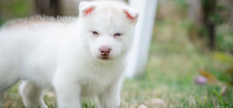 Do Dogs Detect Human Fear? How Their Acute Senses Read Your Emotions