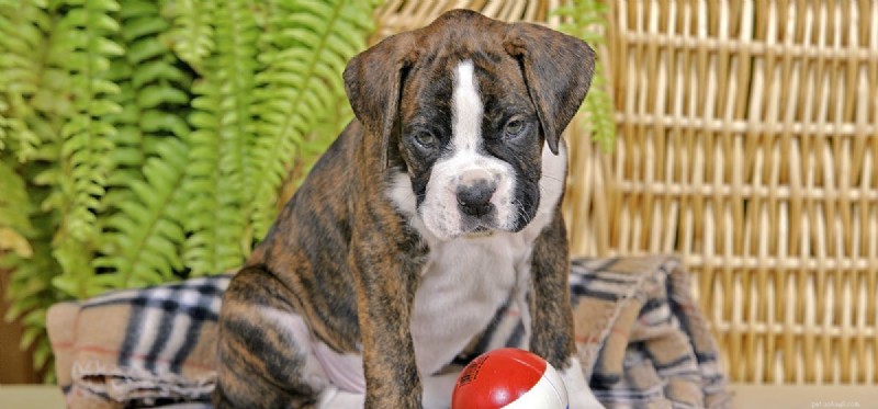Can Dogs Detect Fleas? How Their Senses Help Spot Parasites