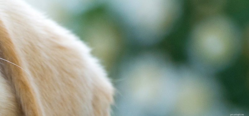 Can Dogs Detect Fleas? How Their Senses Help Spot Parasites