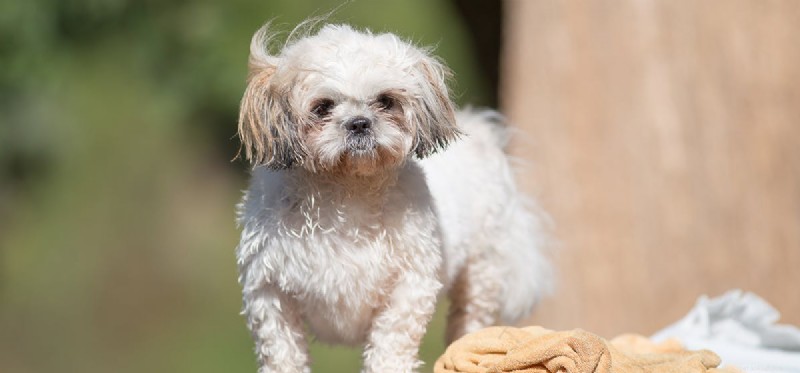Can Dogs Detect Fleas? How Their Senses Help Spot Parasites