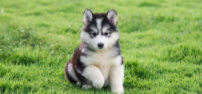 Do Dogs Detect Frozen Marijuana? Exploring Their Scenting Power