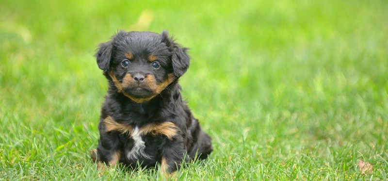 Do Dogs Detect Frozen Marijuana? Exploring Their Scenting Power