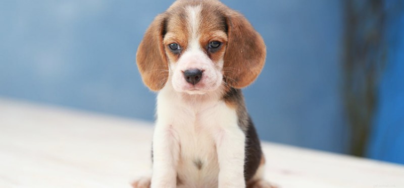Do Dogs Detect Frozen Marijuana? Exploring Their Scenting Power