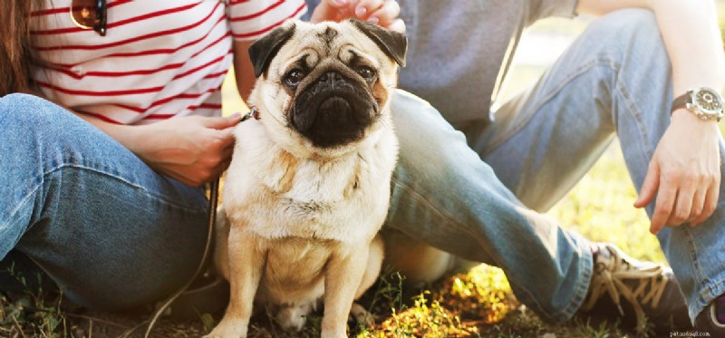 Can Dogs Detect Human Gender Through Smell? A Scientific Overview