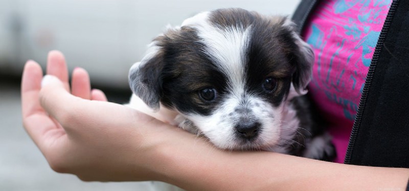 Can Dogs Detect Human Gender Through Smell? A Scientific Overview
