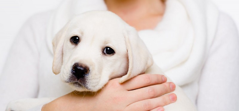Can Dogs Detect Human Gender Through Smell? A Scientific Overview