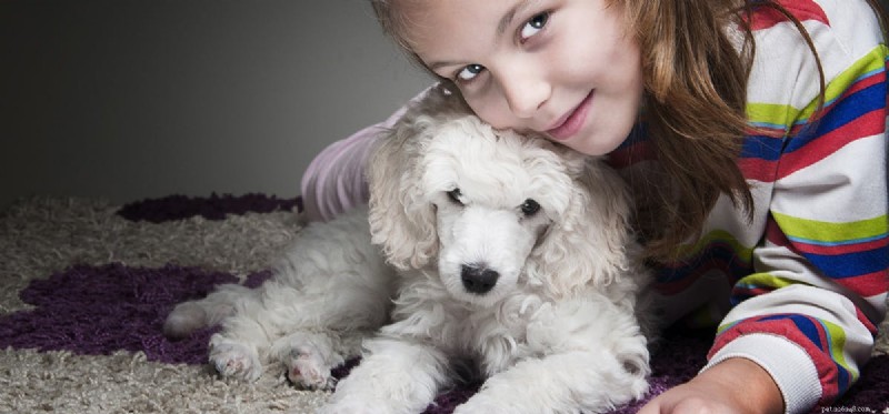 Can Dogs Detect Human Gender Through Smell? A Scientific Overview