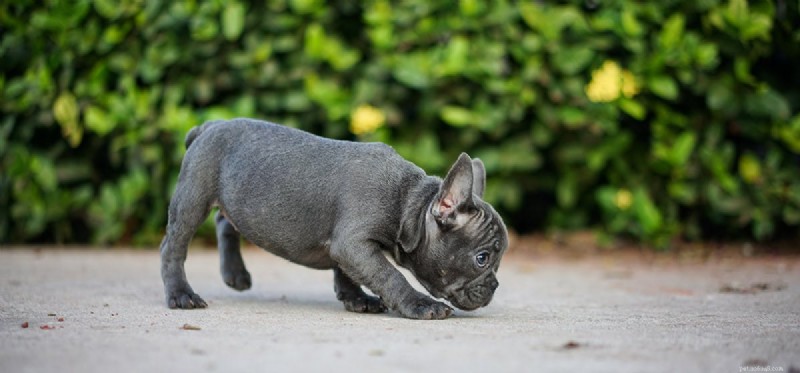 Can Dogs Detect Genetic Markers by Smelling?
