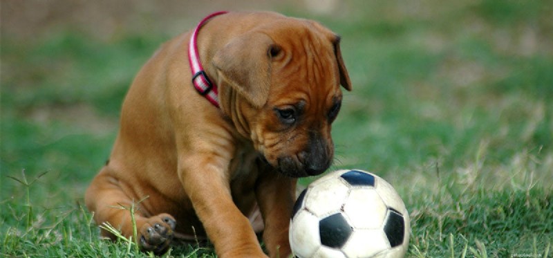 Can Dogs Detect Genetic Markers by Smelling?