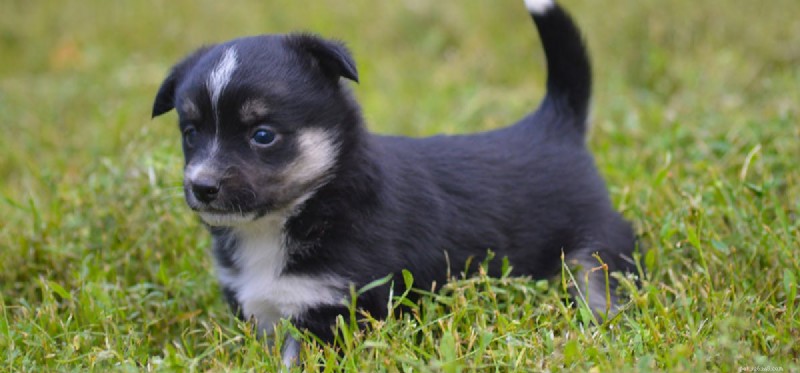 Can Dogs Detect Genetic Markers by Smelling?