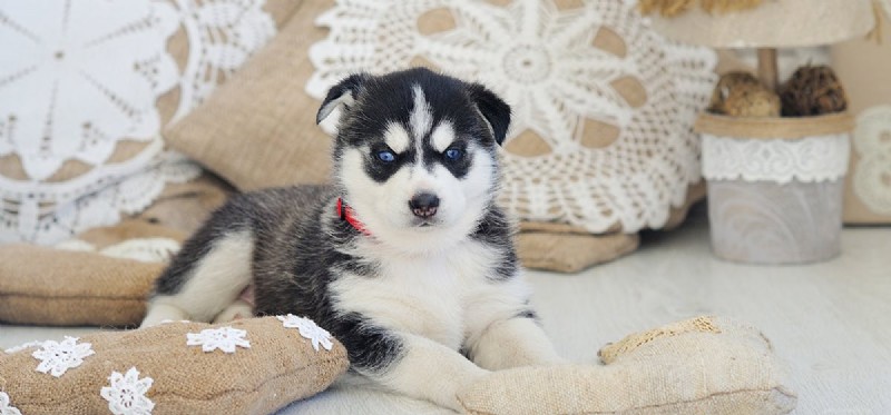 Do Dogs Detect Gluten? Exploring Their Remarkable Olfactory Ability
