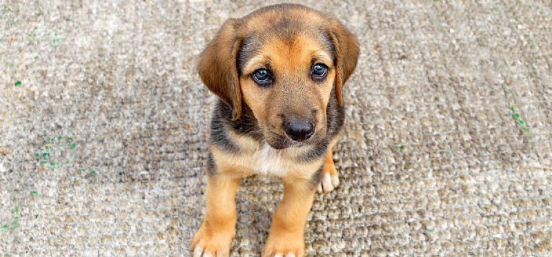 Can Dogs Detect Human Graves? Understanding Their Sensing Abilities