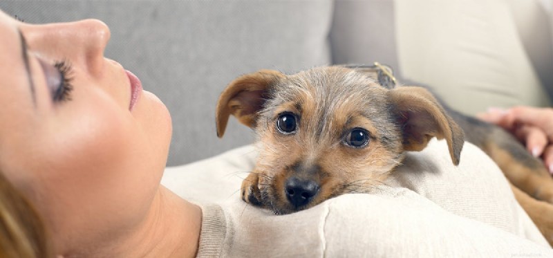 Do Dogs Really Smell Human Urine? A Look at Their Olfactory Instincts