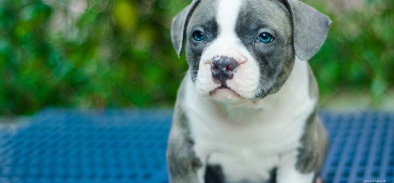 Can Dogs Detect Human Graves? Understanding Their Sensing Abilities