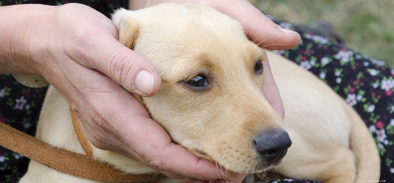 Do Dogs Really Smell Human Urine? A Look at Their Olfactory Instincts