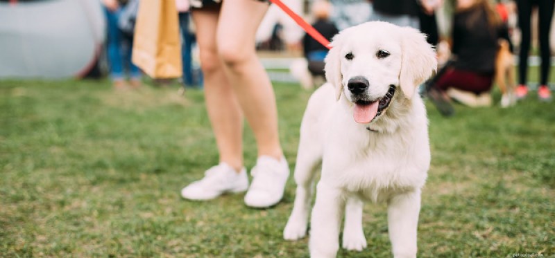 Do Dogs Really Smell Human Urine? A Look at Their Olfactory Instincts