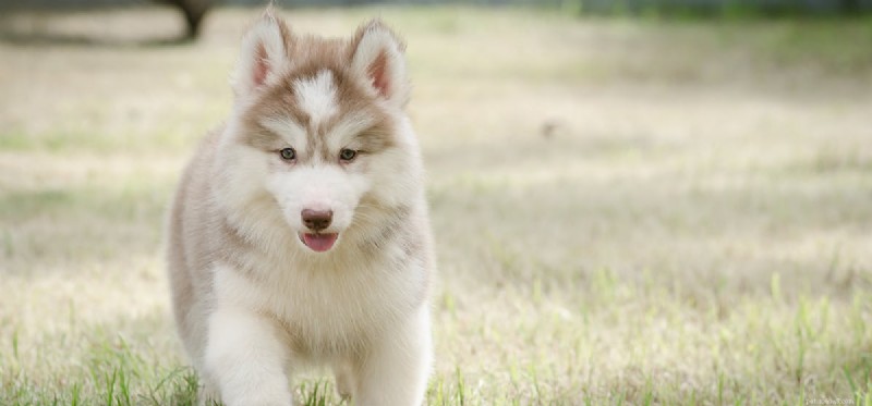 Can Dogs Detect Opioid Pills? Proven Techniques & Insights