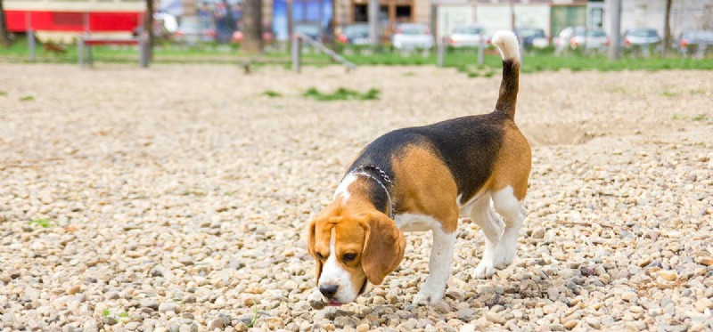 Can Dogs Detect Opioid Pills? Proven Techniques & Insights
