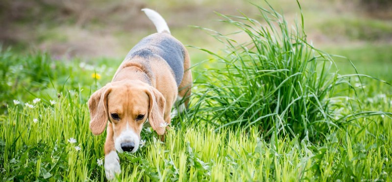 Can Dogs Detect Opioid Pills? Proven Techniques & Insights