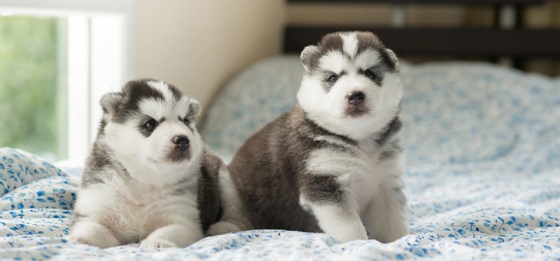 How Dogs Detect Other Dogs on Your Clothes