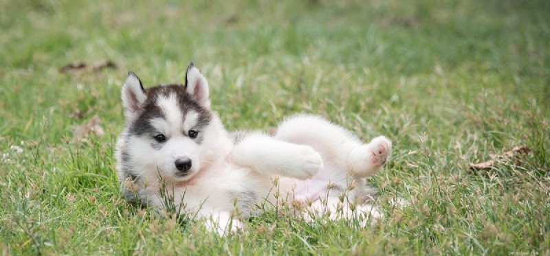 Can Dogs Detect Opioid Pills? Proven Techniques & Insights