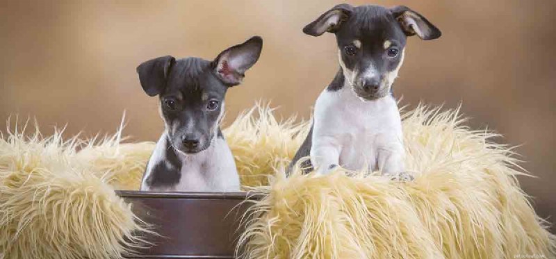 How Dogs Detect Other Dogs on Your Clothes
