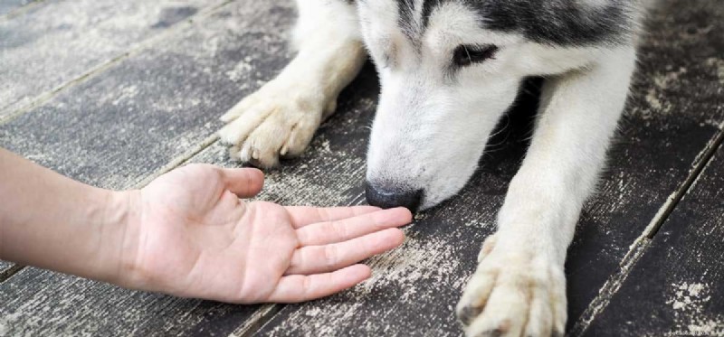 Do Dogs Detect Other Dogs on Humans Using Their Nose?