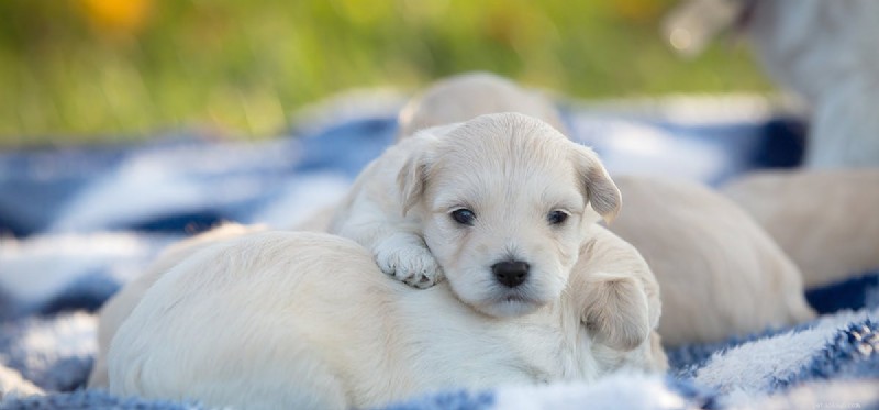 How Dogs Detect Other Dogs on Your Clothes