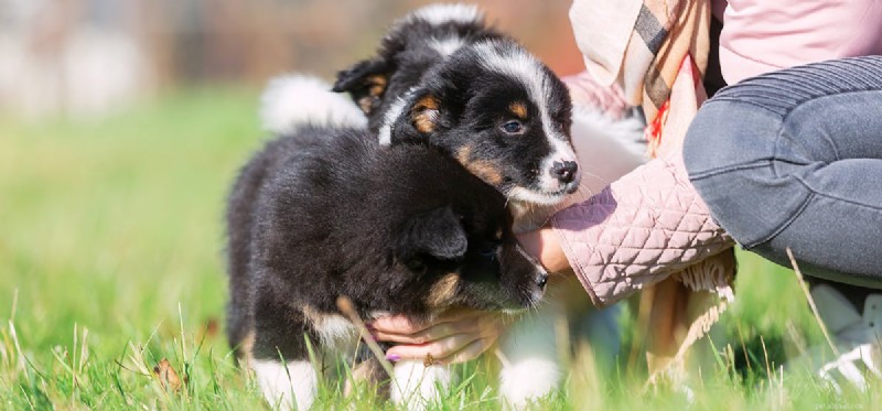 How Dogs Detect Other Dogs on Your Clothes