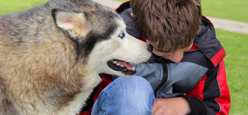 Do Dogs Detect Other Dogs on Humans Using Their Nose?
