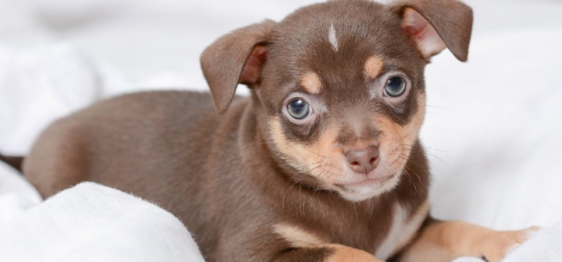 Can Dogs Detect Pain Pills? Learn the Science and Impact